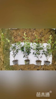 高度40厘米茶梅