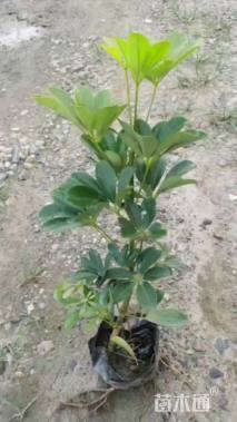 高度30厘米鸭脚木