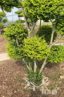 2公分造型川滇蜡树