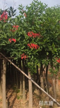 10公分鸡冠刺桐