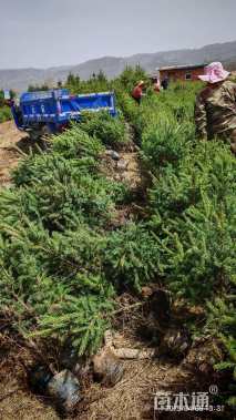 高度100厘米云杉