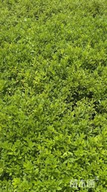 高度30厘米毛鹃