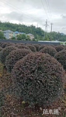 冠幅100厘米红花继木球