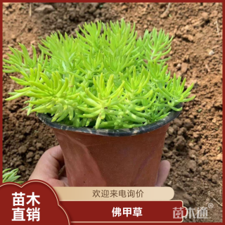 高度20厘米佛甲草