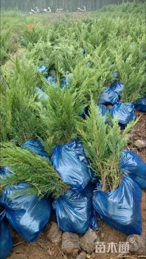 高度60厘米沙地柏