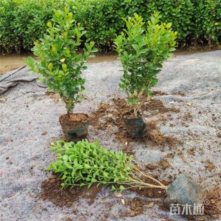 高度44厘米小叶黄杨