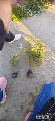 高度30厘米小丑火棘小苗