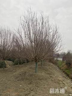 15公分绚丽海棠