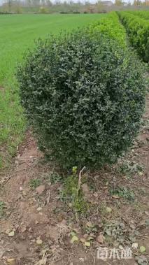 高度40厘米小叶女贞
