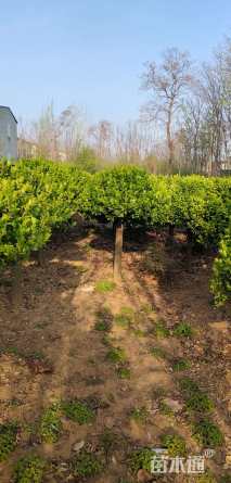 冠幅150厘米卫矛球