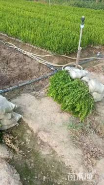 高度40厘米瓜子黄杨小苗