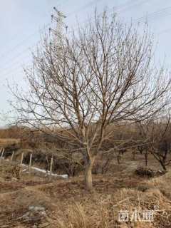 25公分八棱海棠