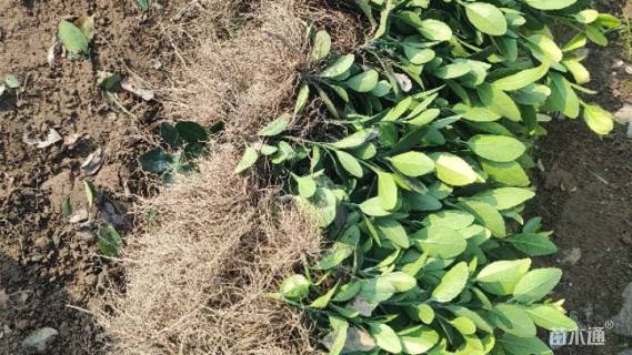 高度25厘米大叶黄杨