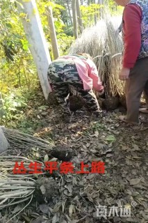 高度180厘米丛生木槿