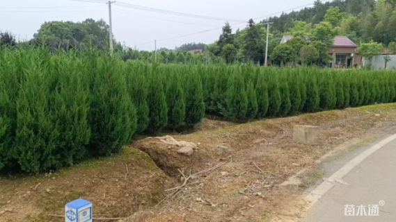 高度150厘米塔柏