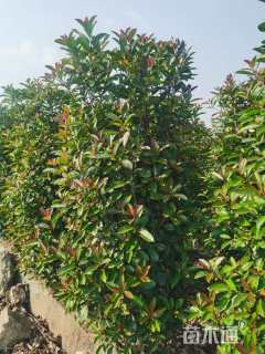 高度180厘米红叶石楠柱