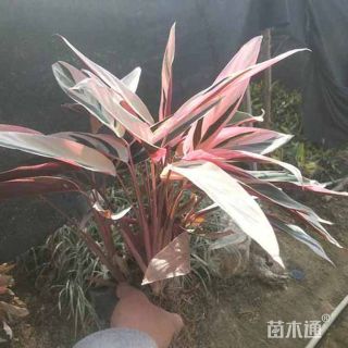 高度25厘米七彩竹芋