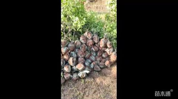 高度160厘米红叶石楠