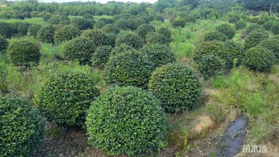 冠幅80厘米茶梅球