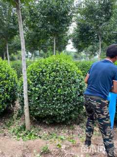 冠幅90厘米大叶黄杨球