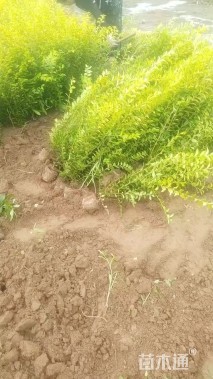 高度50厘米金叶女贞