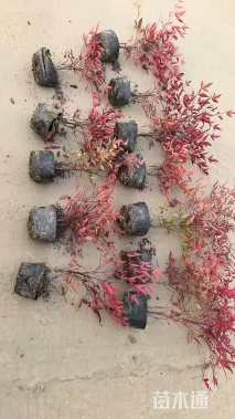 高度60厘米南天竹小苗