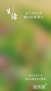 高度20厘米月季