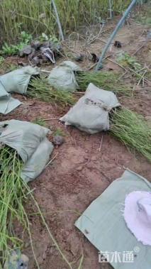 高度50厘米月季