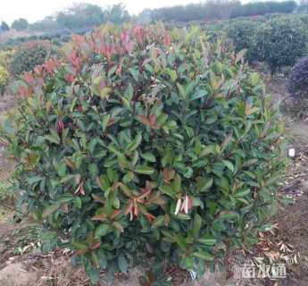 高度250厘米花石榴