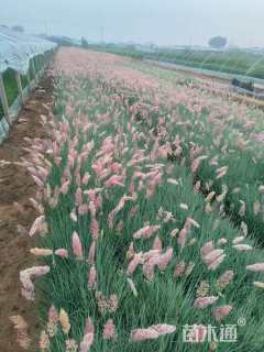 高度25厘米坡地毛冠草