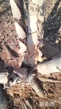 高度650厘米丛生白桦