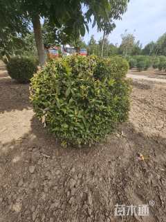 高度150厘米红王子锦带球