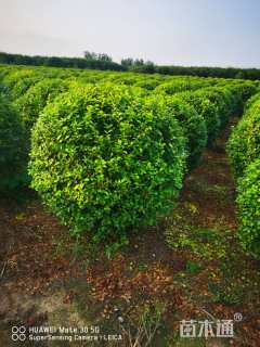 冠幅150厘米金叶女贞球