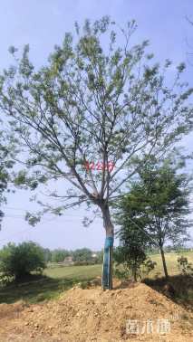 32公分朴树