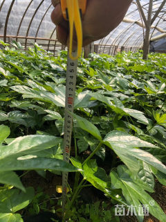 高度30厘米八角金盘