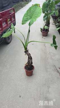 高度50厘米海芋