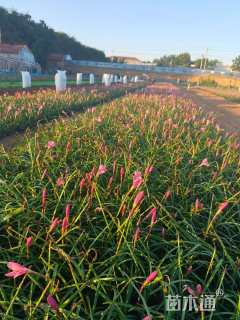 高度20厘米韭兰