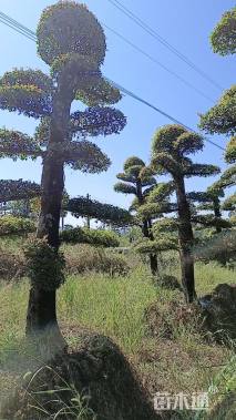 10公分造型榆树