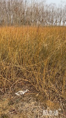 高度100厘米连翘