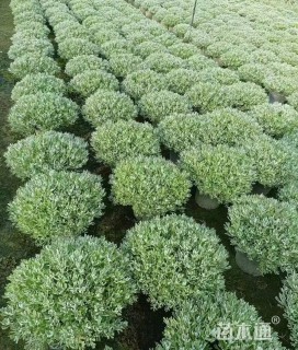 高度40厘米芙蓉菊