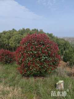 冠幅220厘米红叶石楠球