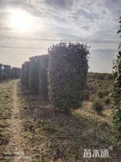 高度200厘米红叶石楠柱