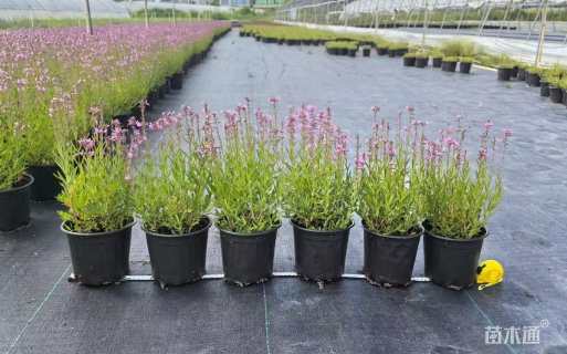 高度40厘米千屈菜