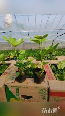 高度45厘米八角金盘小苗