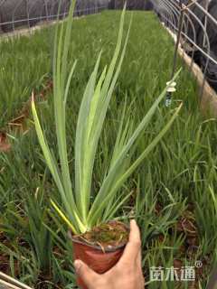 高度40厘米鸢尾