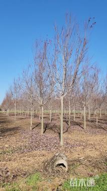 10公分美国红枫