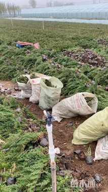 高度42厘米铺地柏