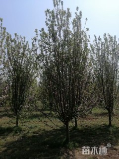 12公分西府海棠