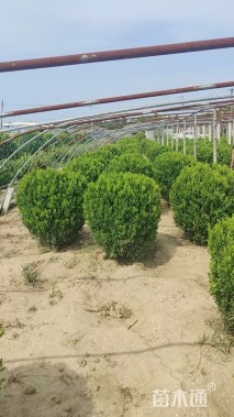 冠幅120厘米小叶黄杨球