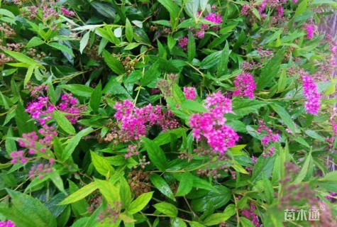 高度30厘米粉花绣线菊